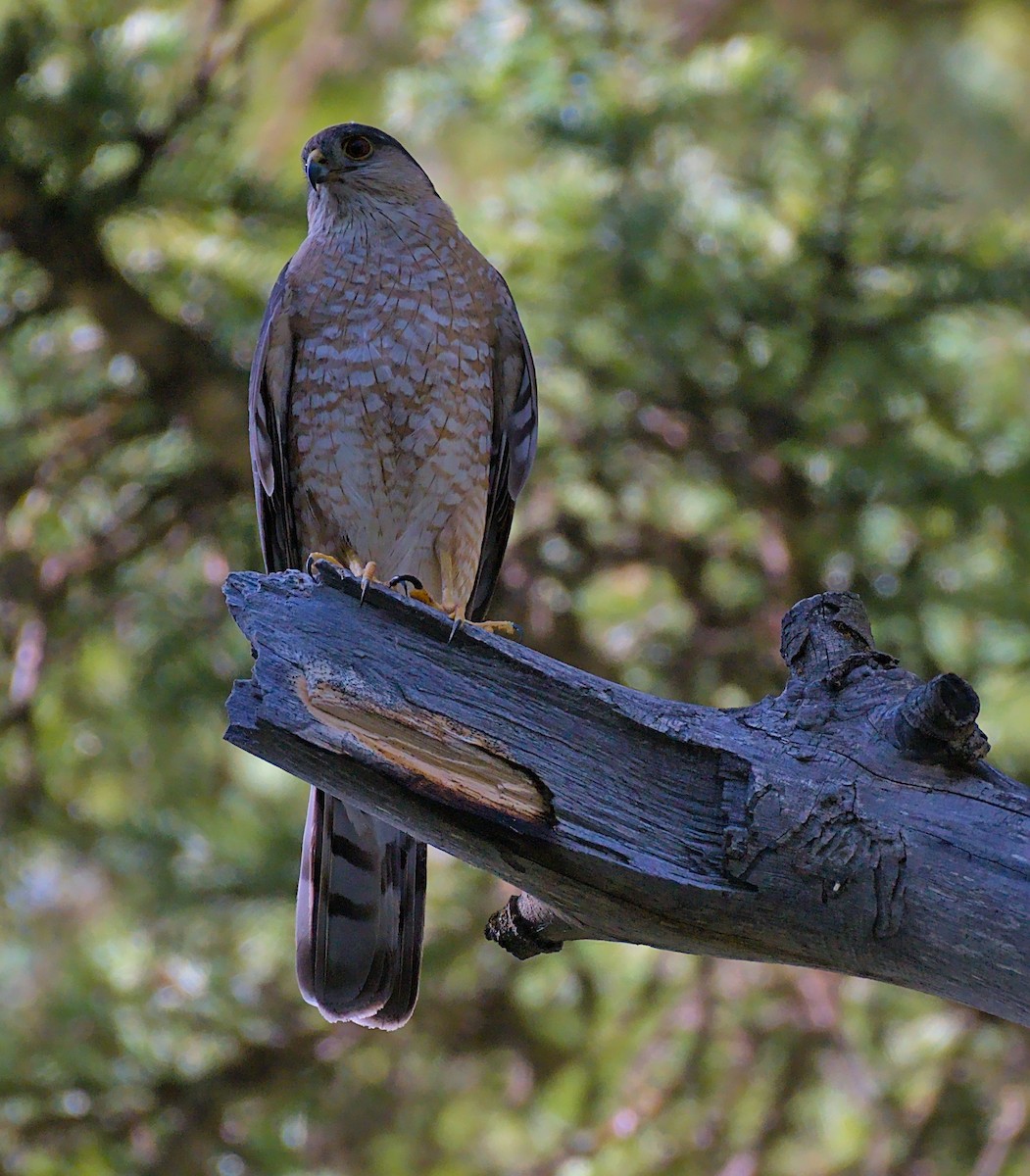 Sharp-shinned Hawk - ML356497901