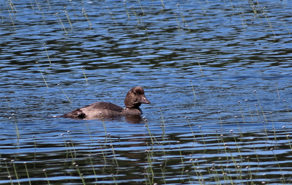 Common Goldeneye - Carole Gariépy