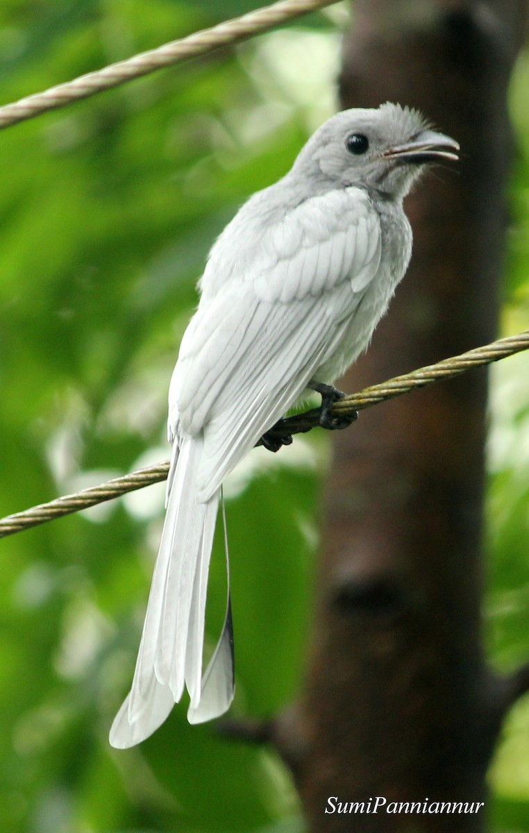 Greater Racket-tailed Drongo - sumi Panniannur