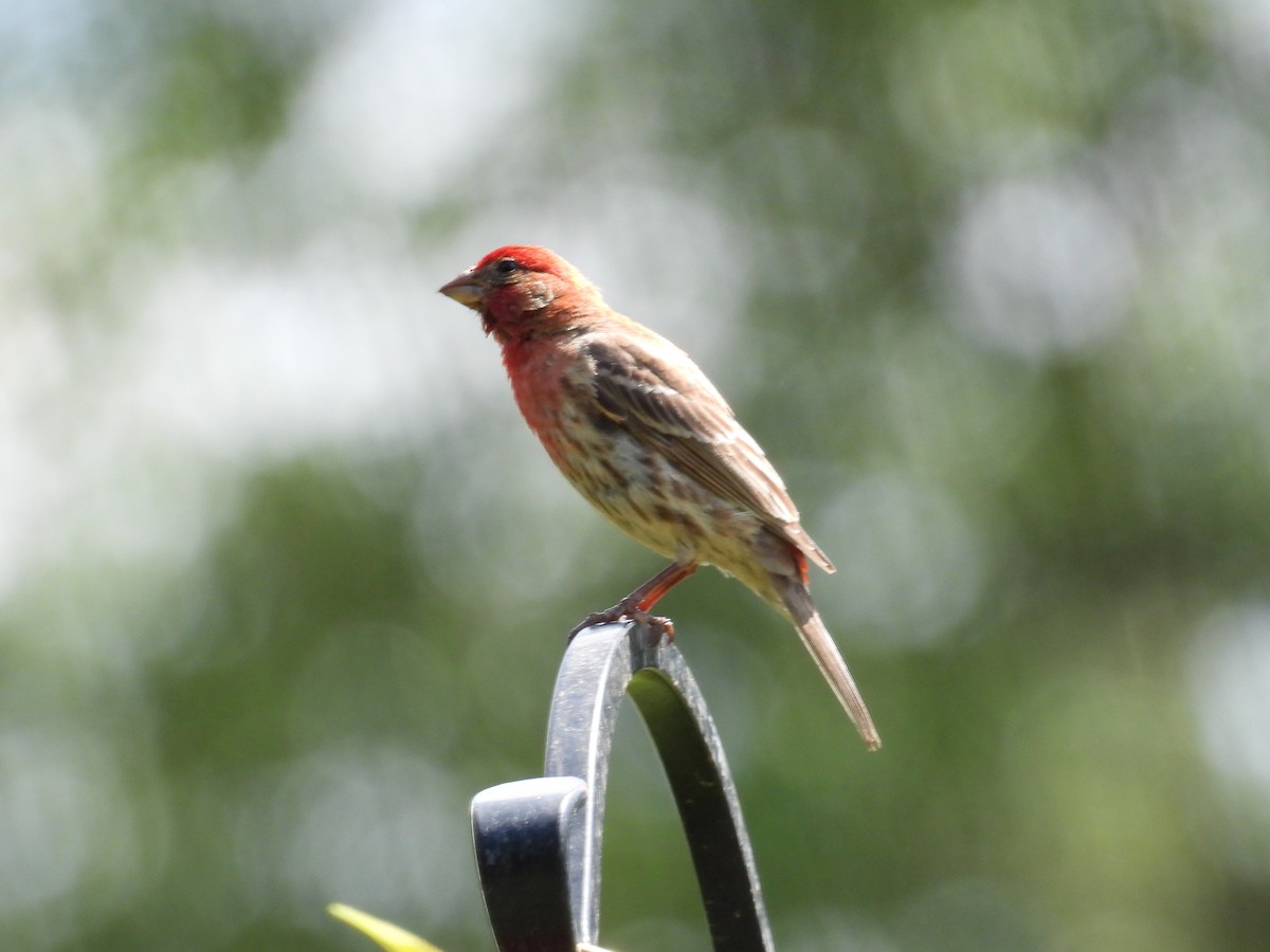 House Finch - ML356499291