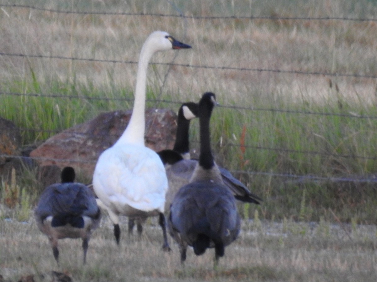 Tundra Swan - ML356499431