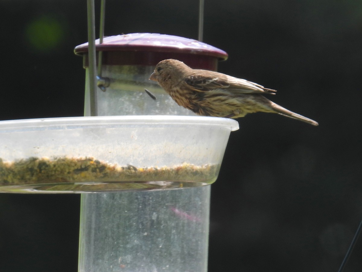 House Finch - ML356499661