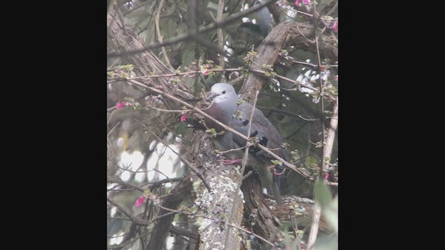 Maroon-chested Ground Dove - ML356499831