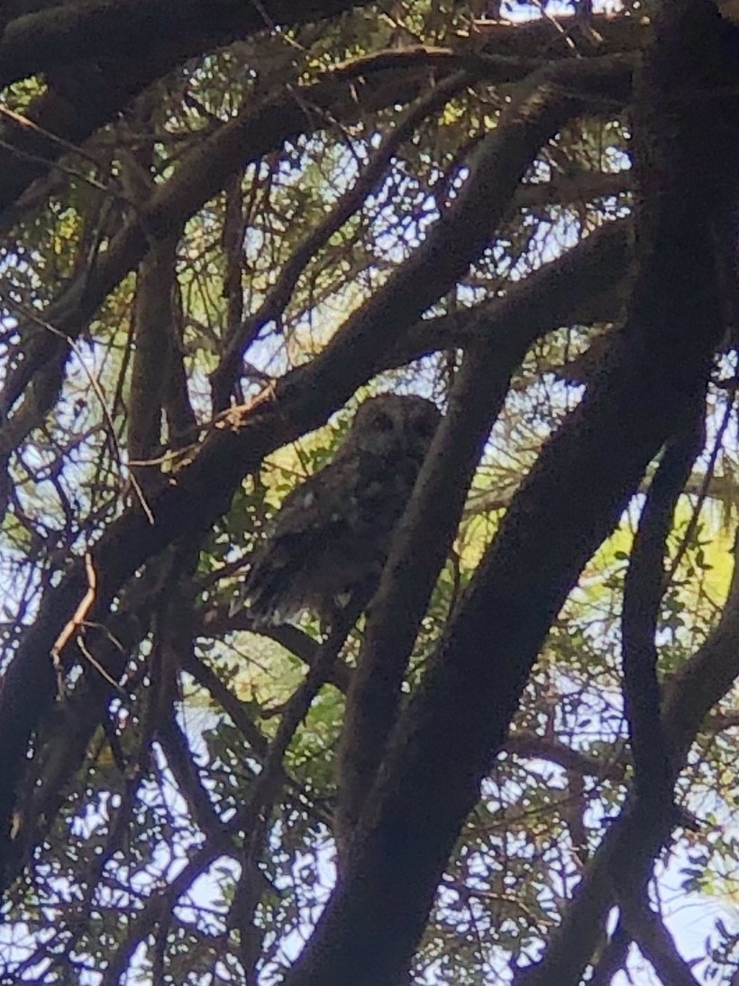 Tawny Owl - ML356501681