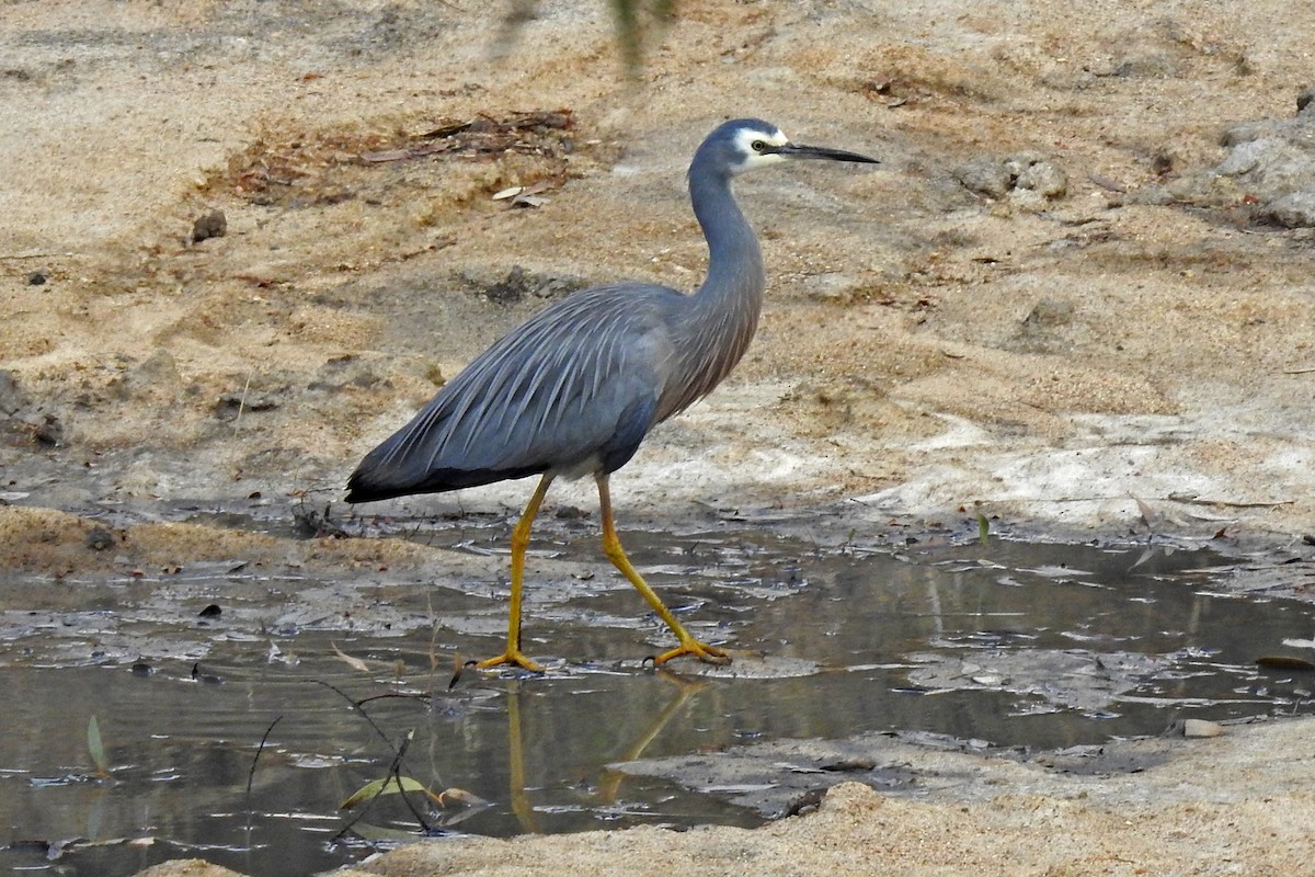 White-faced Heron - ML356502061