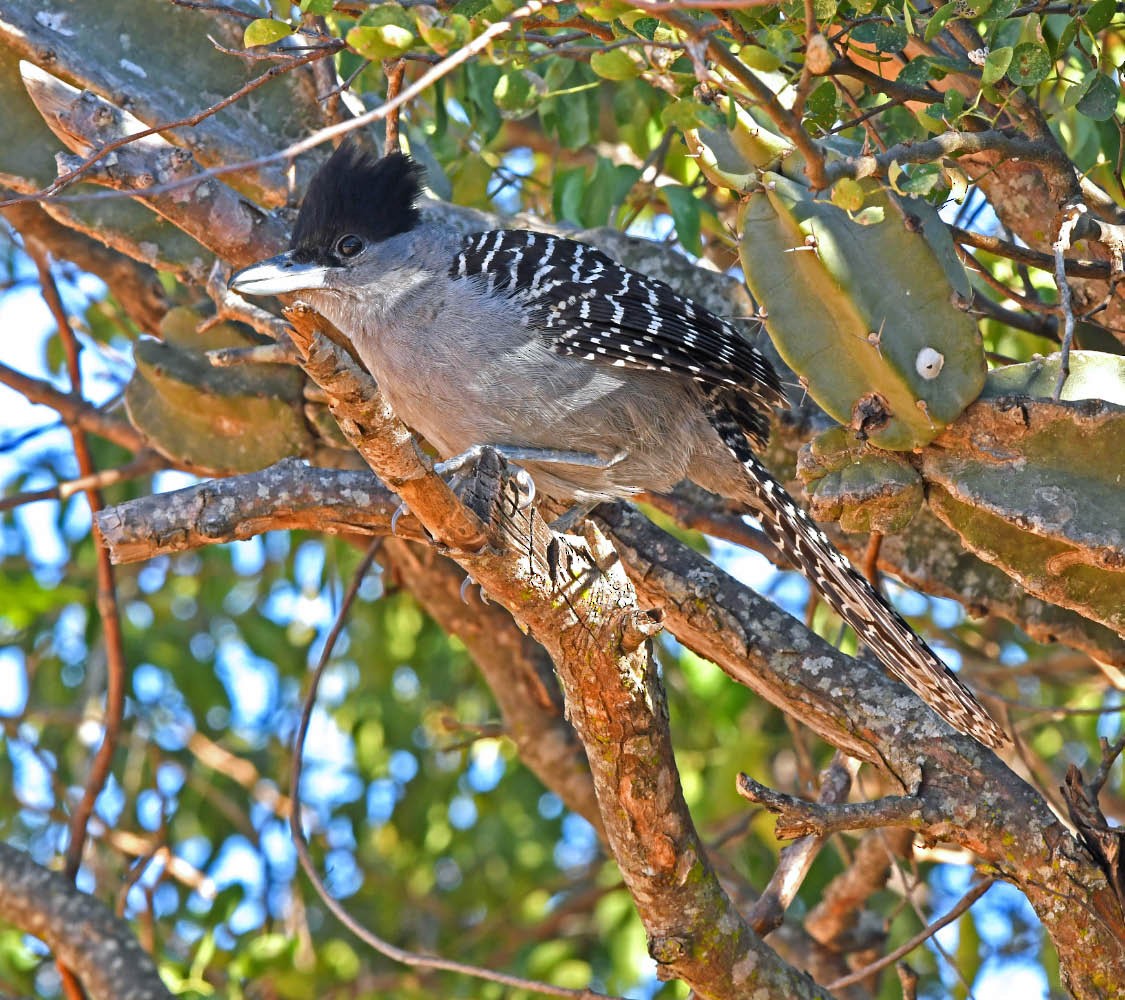 Giant Antshrike - ML356503121