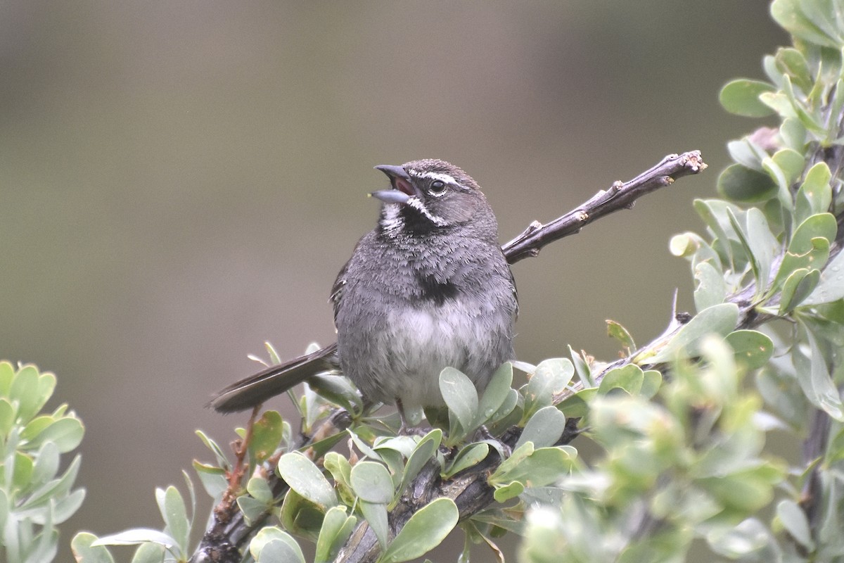 Five-striped Sparrow - ML356503671