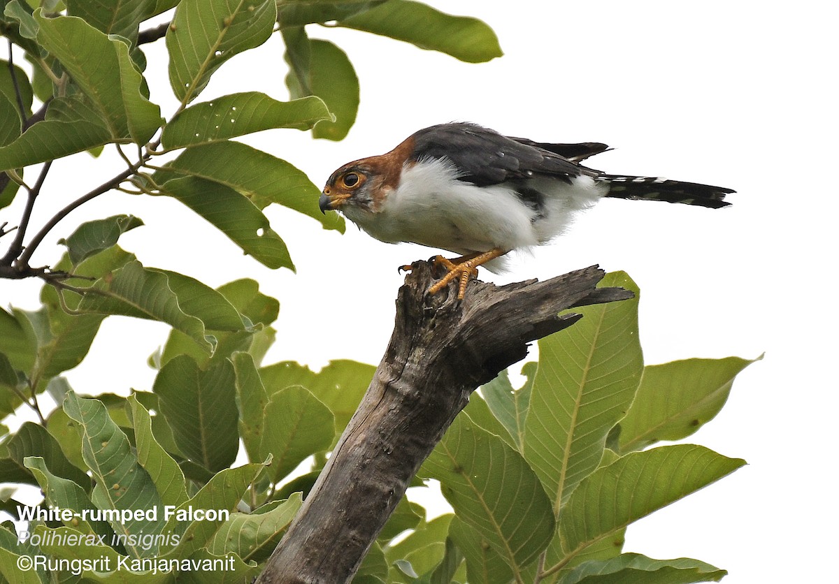 White-rumped Falcon - ML356504881