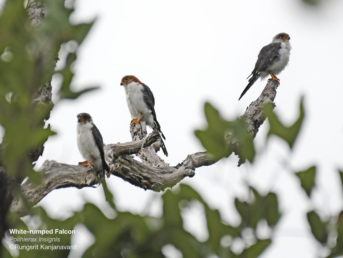 White-rumped Falcon - ML356504991