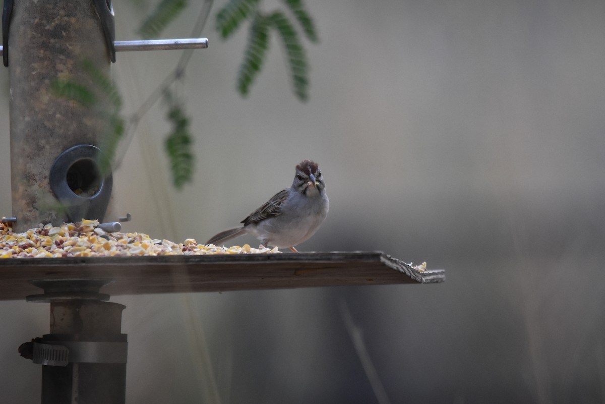 Rufous-winged Sparrow - ML356505101