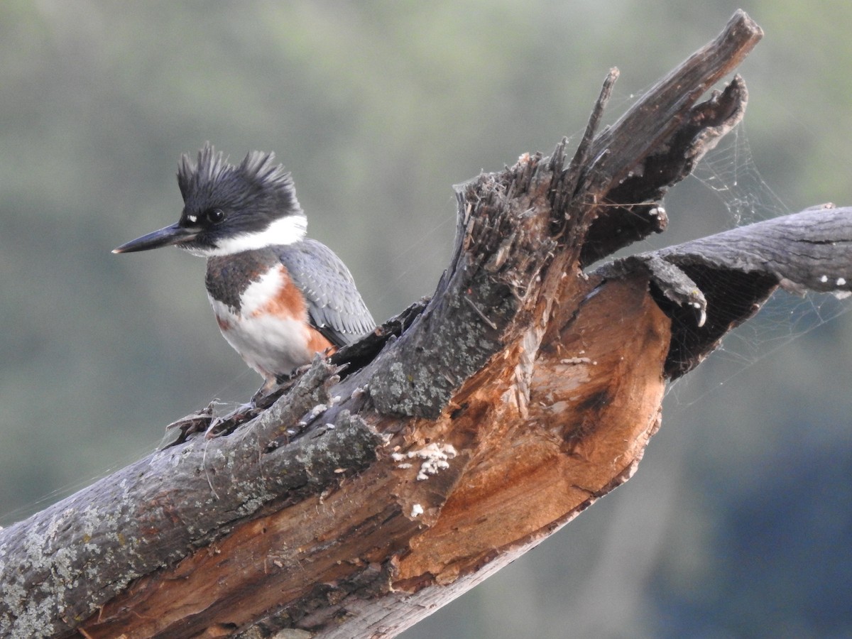 Belted Kingfisher - Cory Elowe