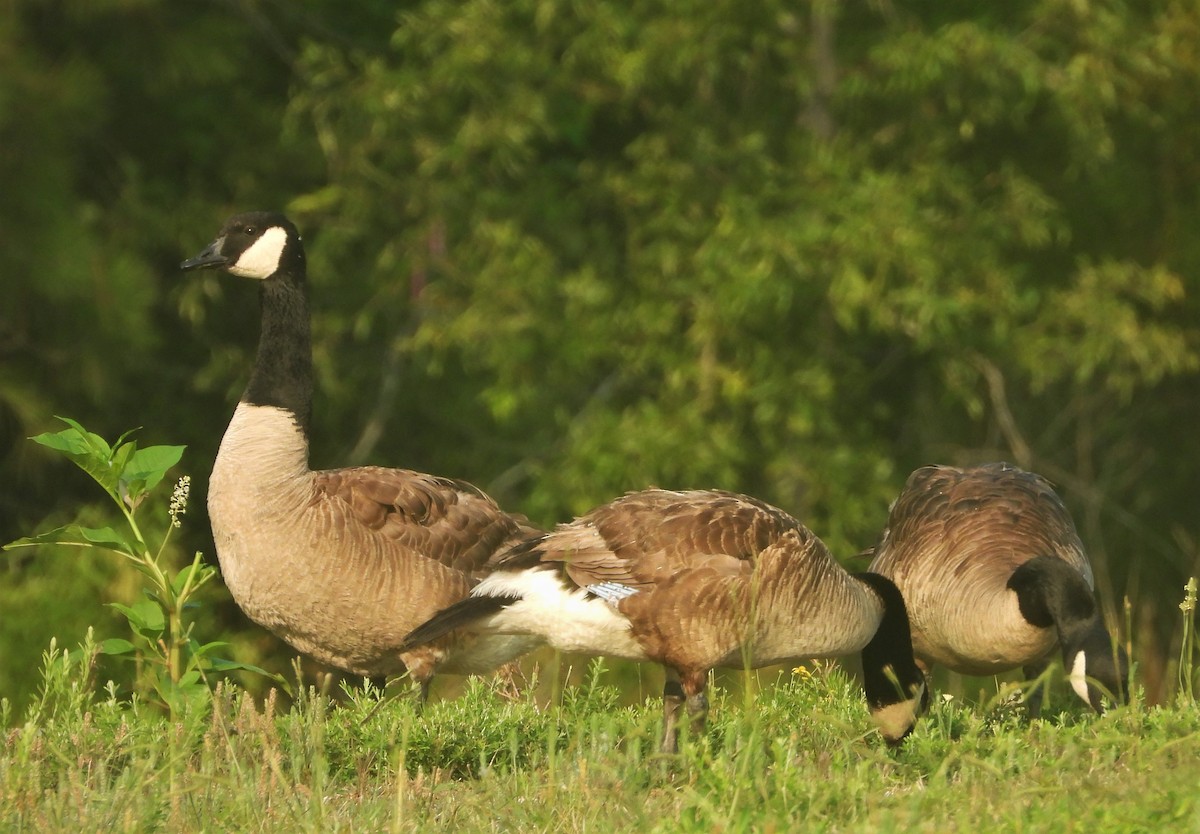 Canada Goose - ML356506511