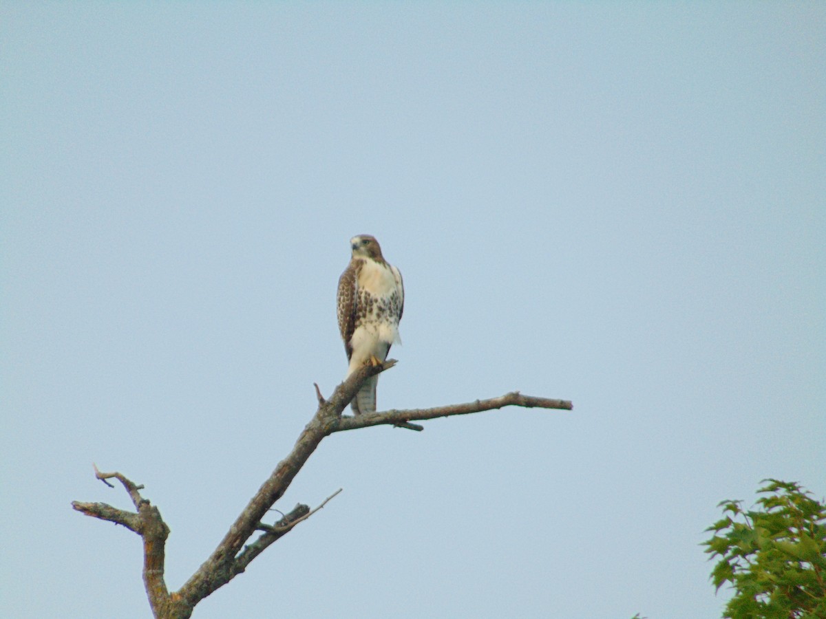 Red-tailed Hawk - ML356506581