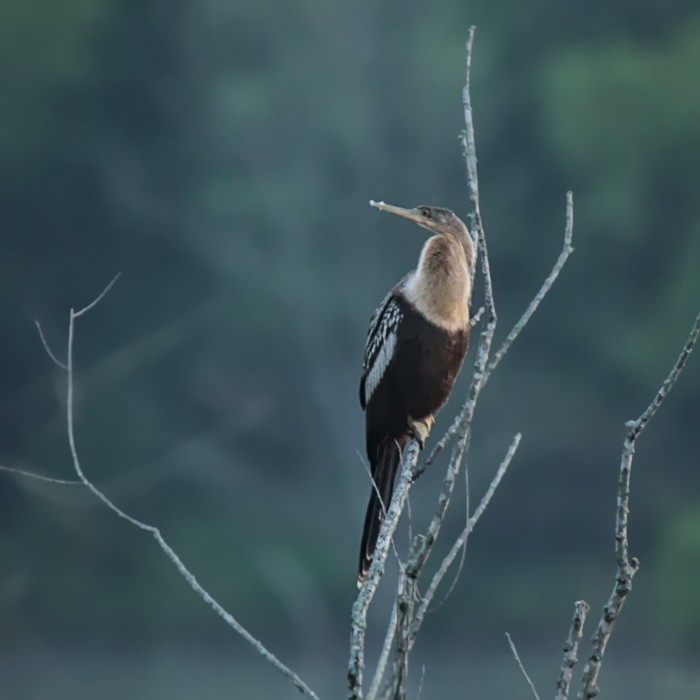 anhinga americká - ML356507471