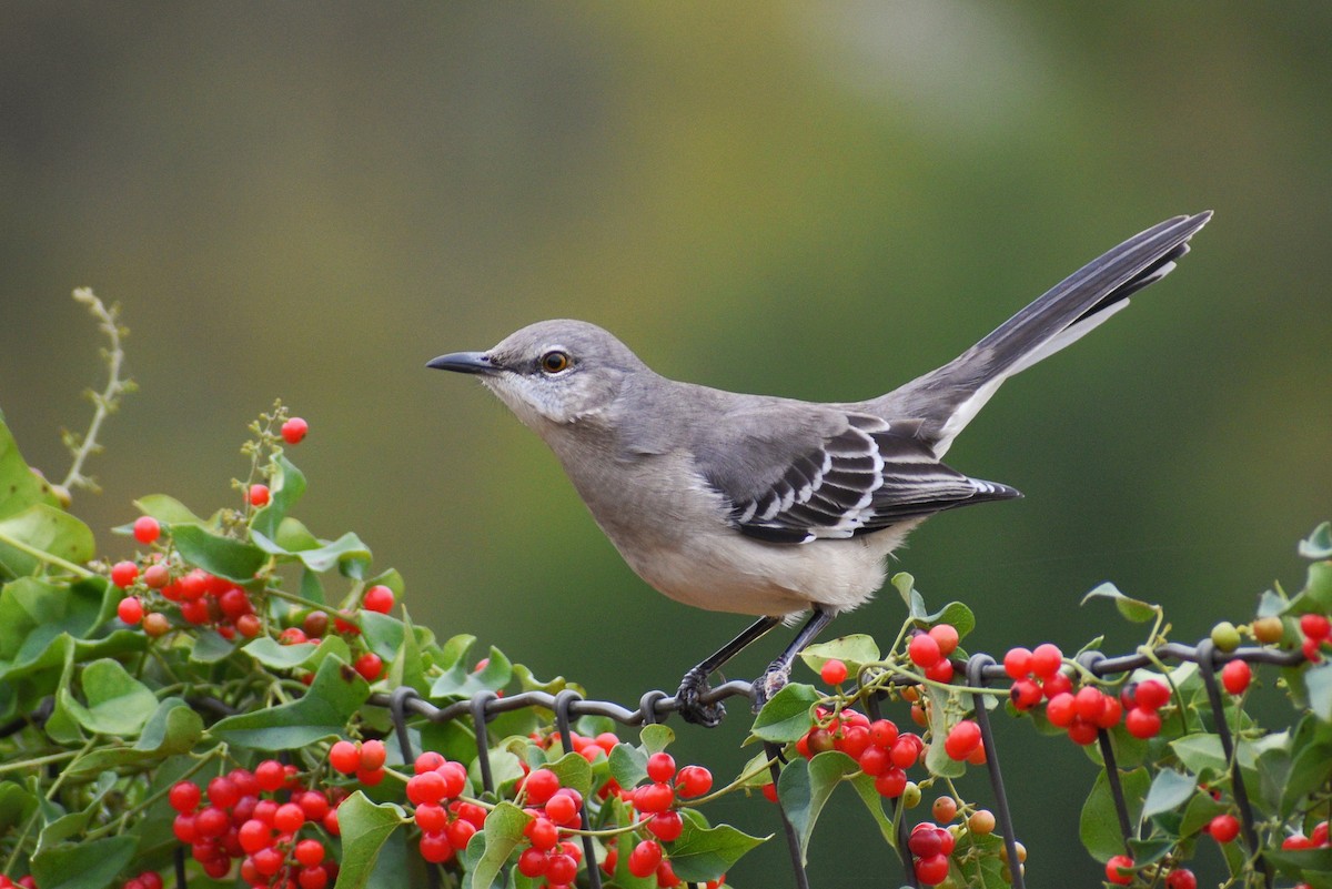 Northern Mockingbird - ML356508211