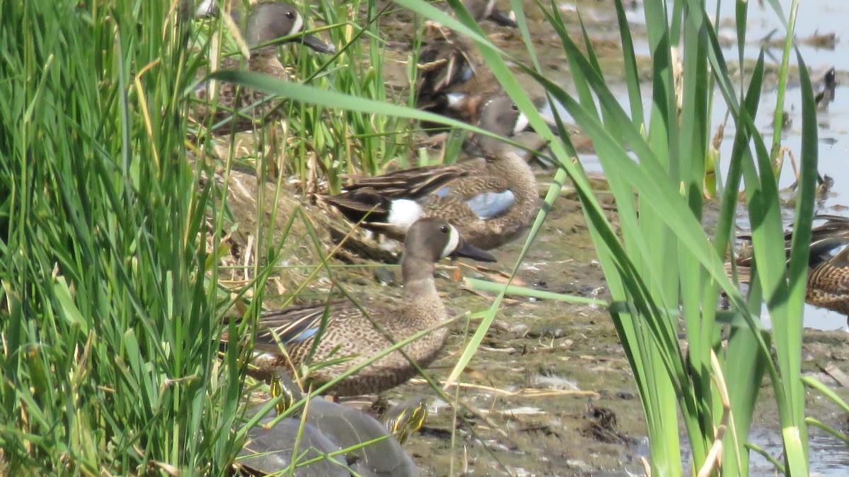 Blue-winged Teal - ML356508611
