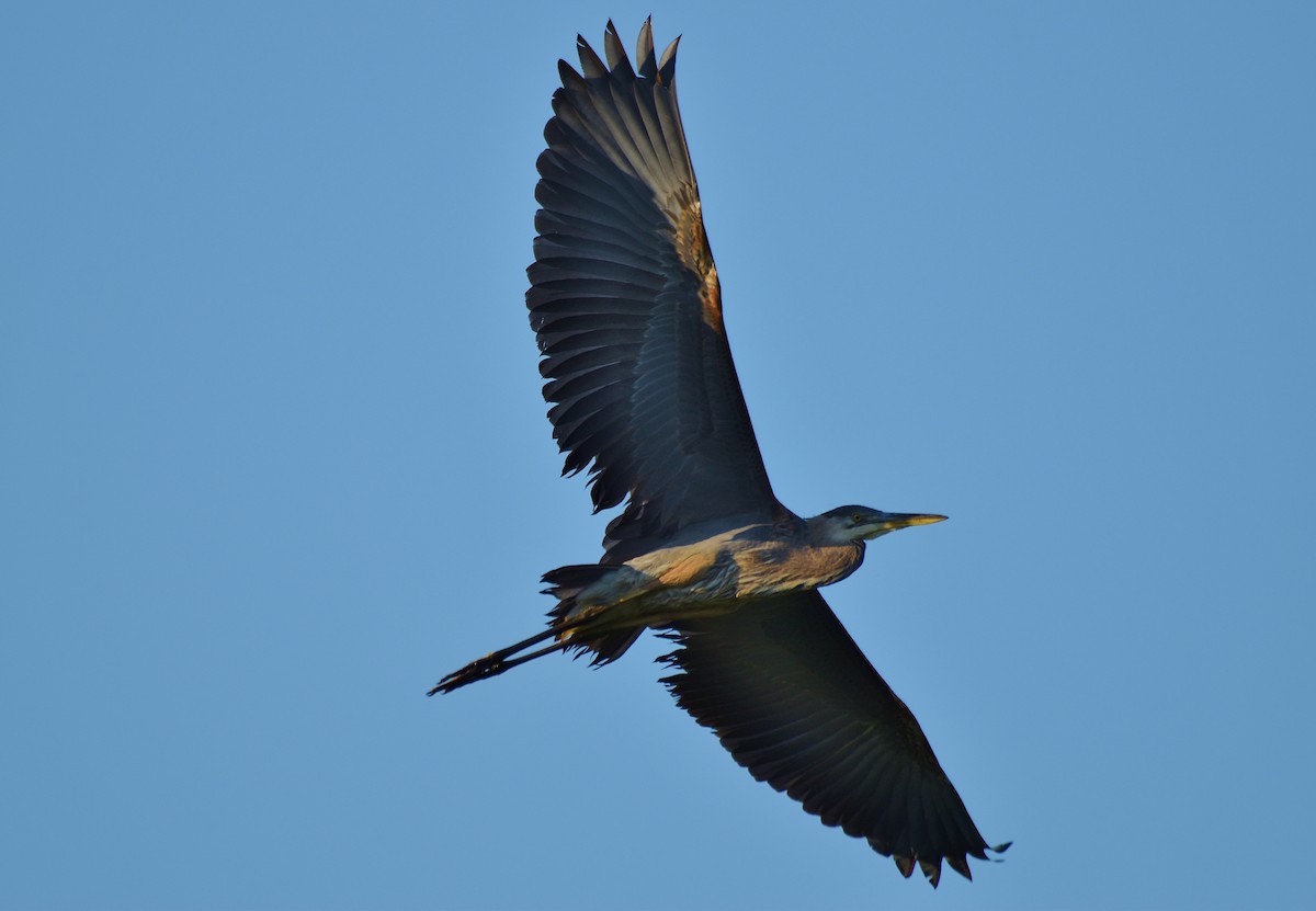 Great Blue Heron - Francois Cloutier