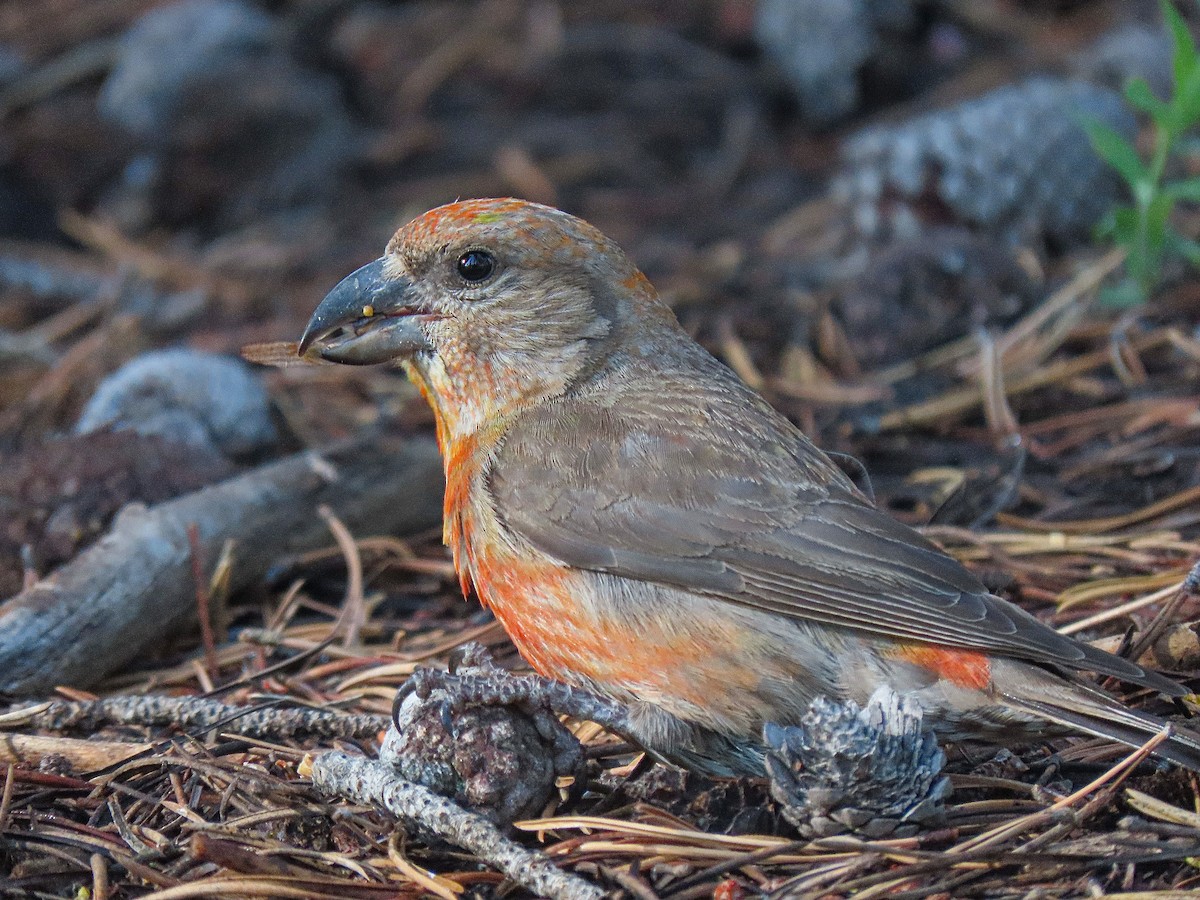 Red Crossbill (Ponderosa Pine or type 2) - ML356510381