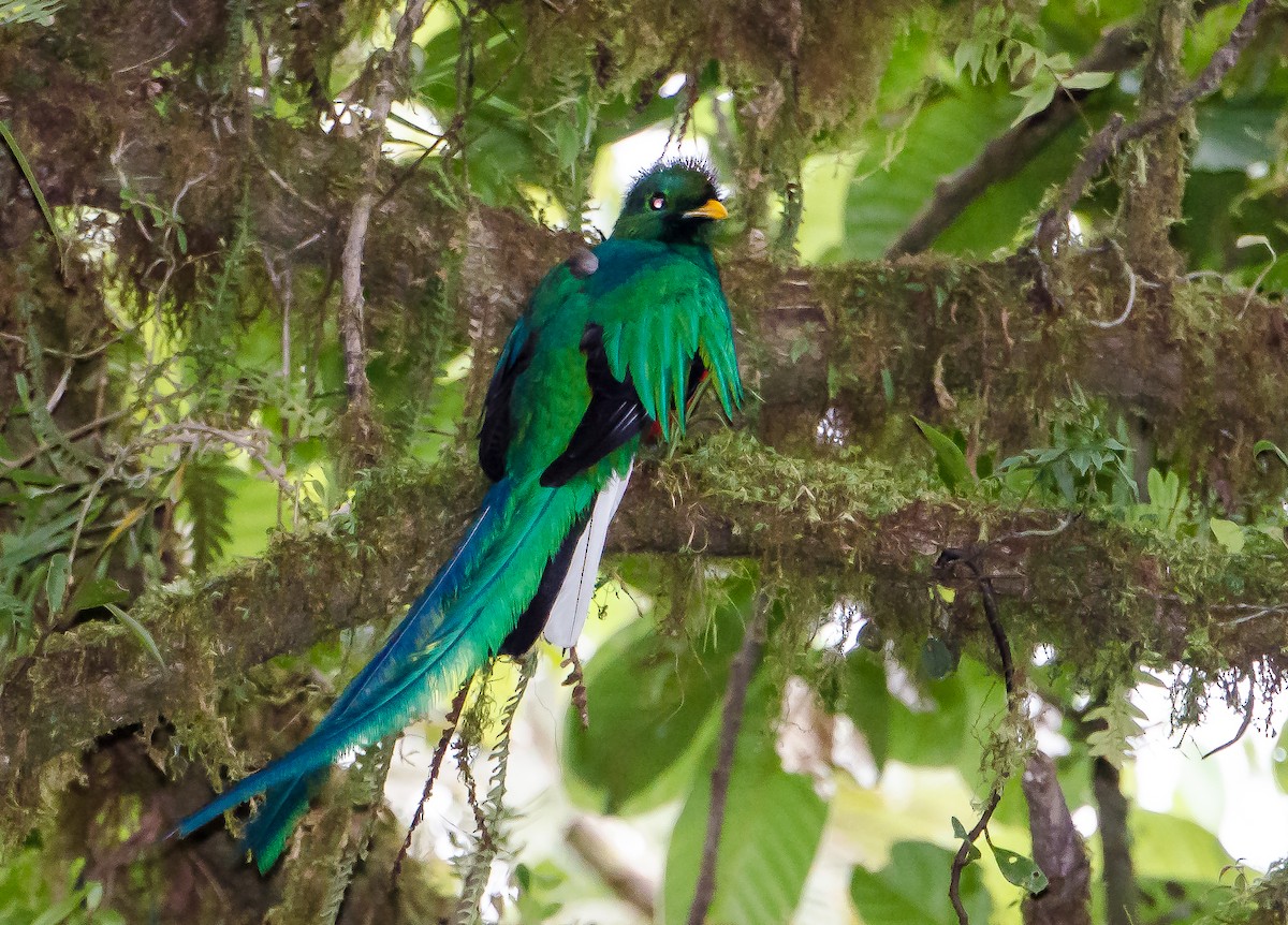 Resplendent Quetzal - Lisa & Li Li