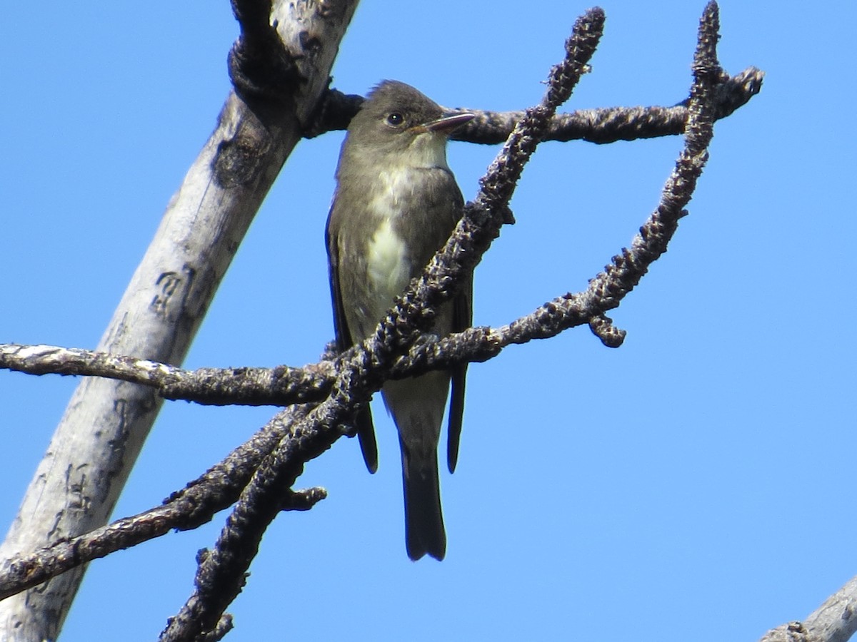 Olive-sided Flycatcher - ML35651191