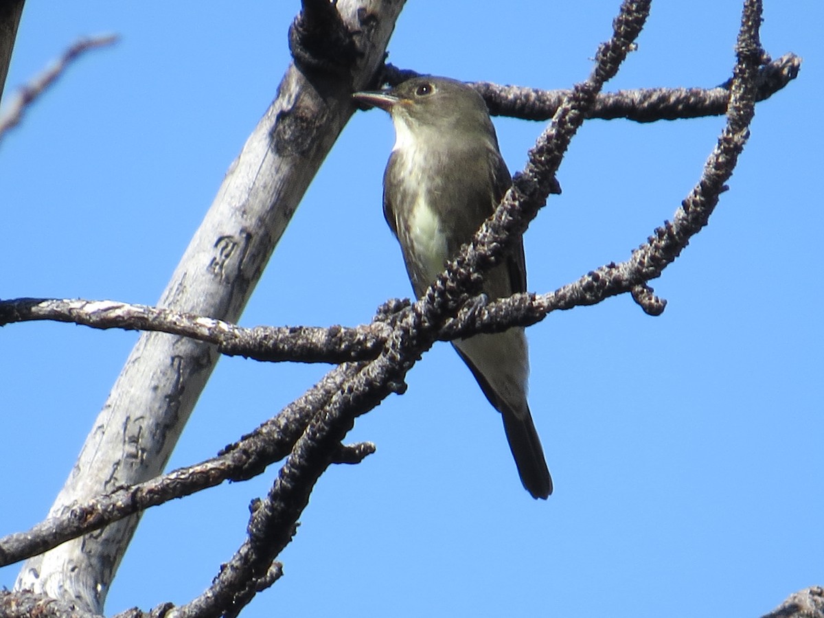 Olive-sided Flycatcher - ML35651201