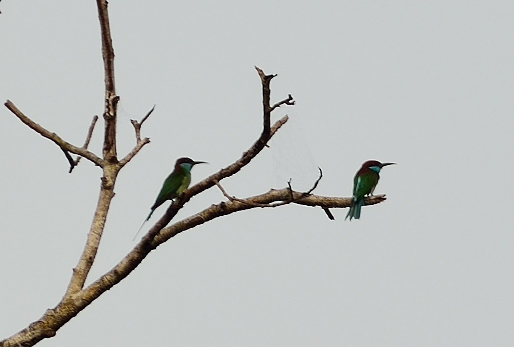 Blue-throated Bee-eater - Lisa & Li Li