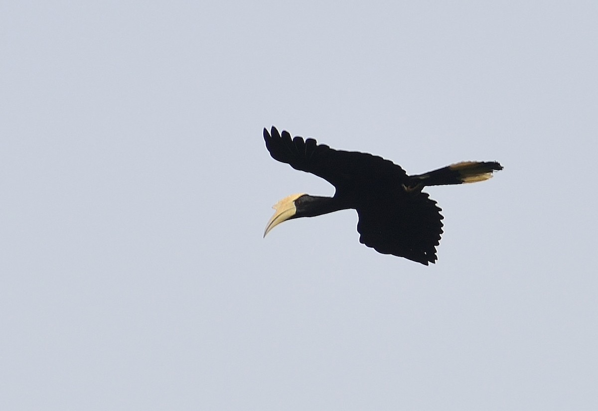 Black Hornbill - ML356514331