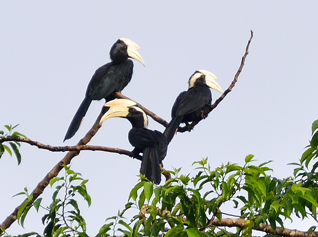 Black Hornbill - ML356514371