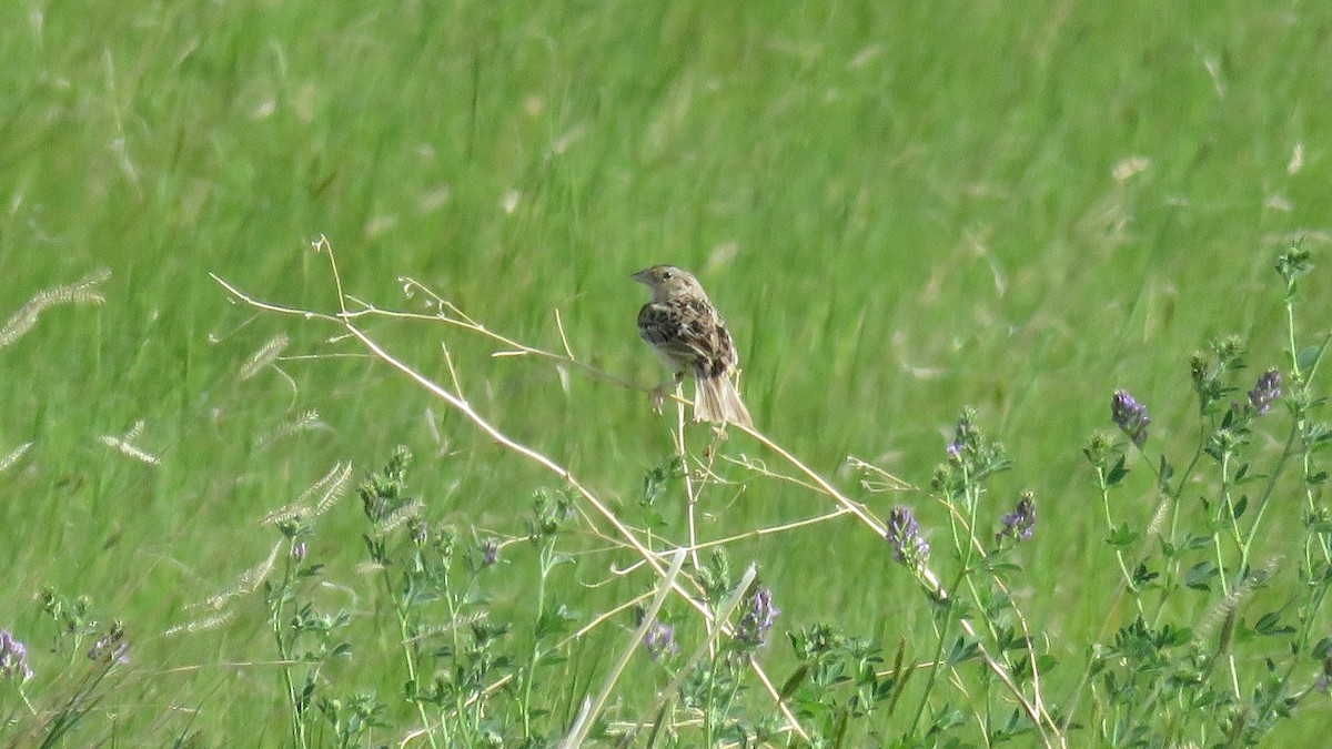 Grasshopper Sparrow - ML356515941