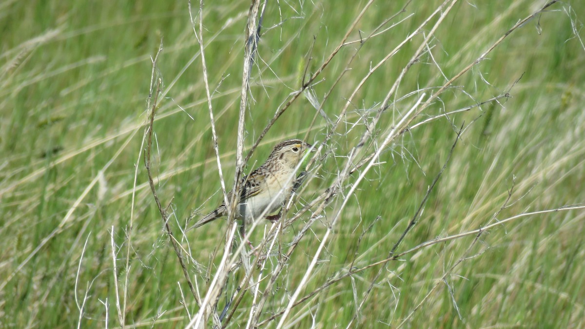 Grasshopper Sparrow - ML356516531
