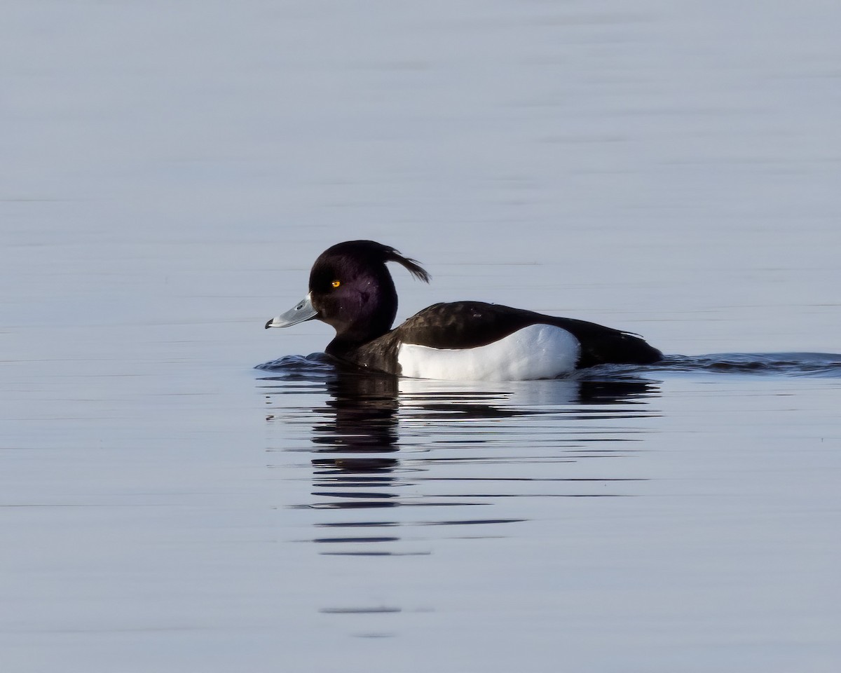 Tufted Duck - Brian Elder