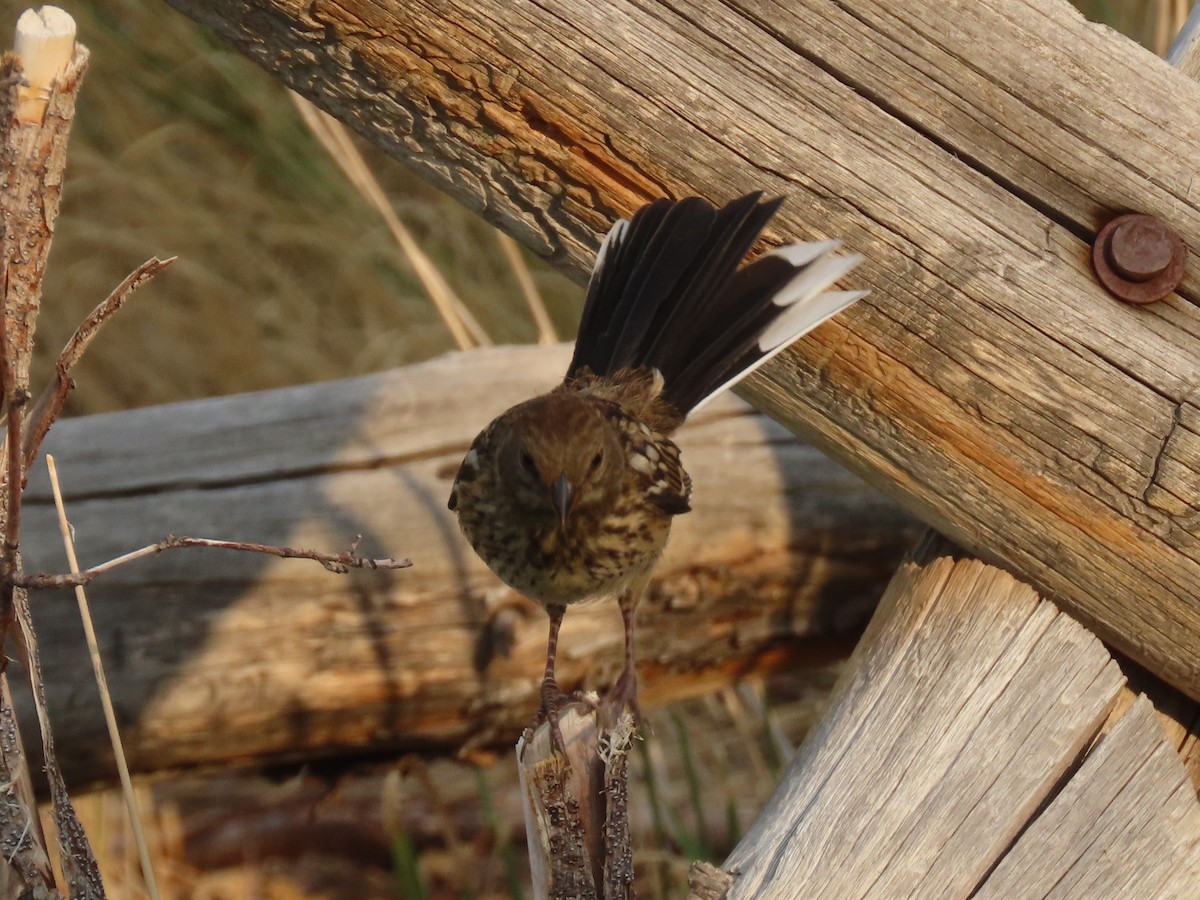 Spotted Towhee - Bob Hargis