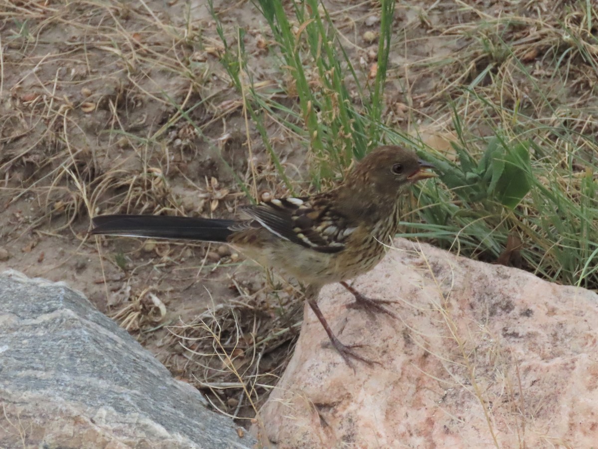 Spotted Towhee - Bob Hargis