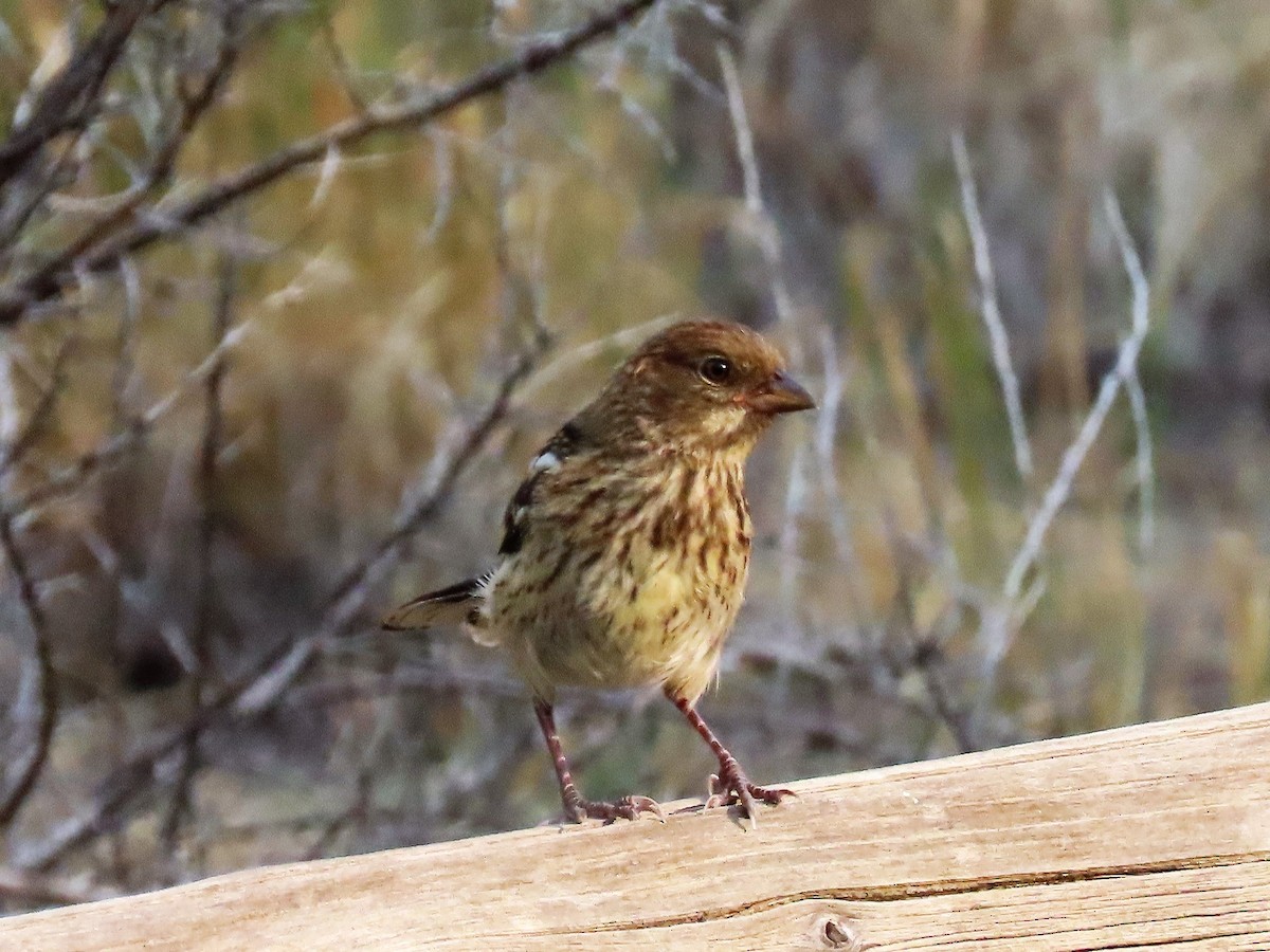 Spotted Towhee - ML356519411