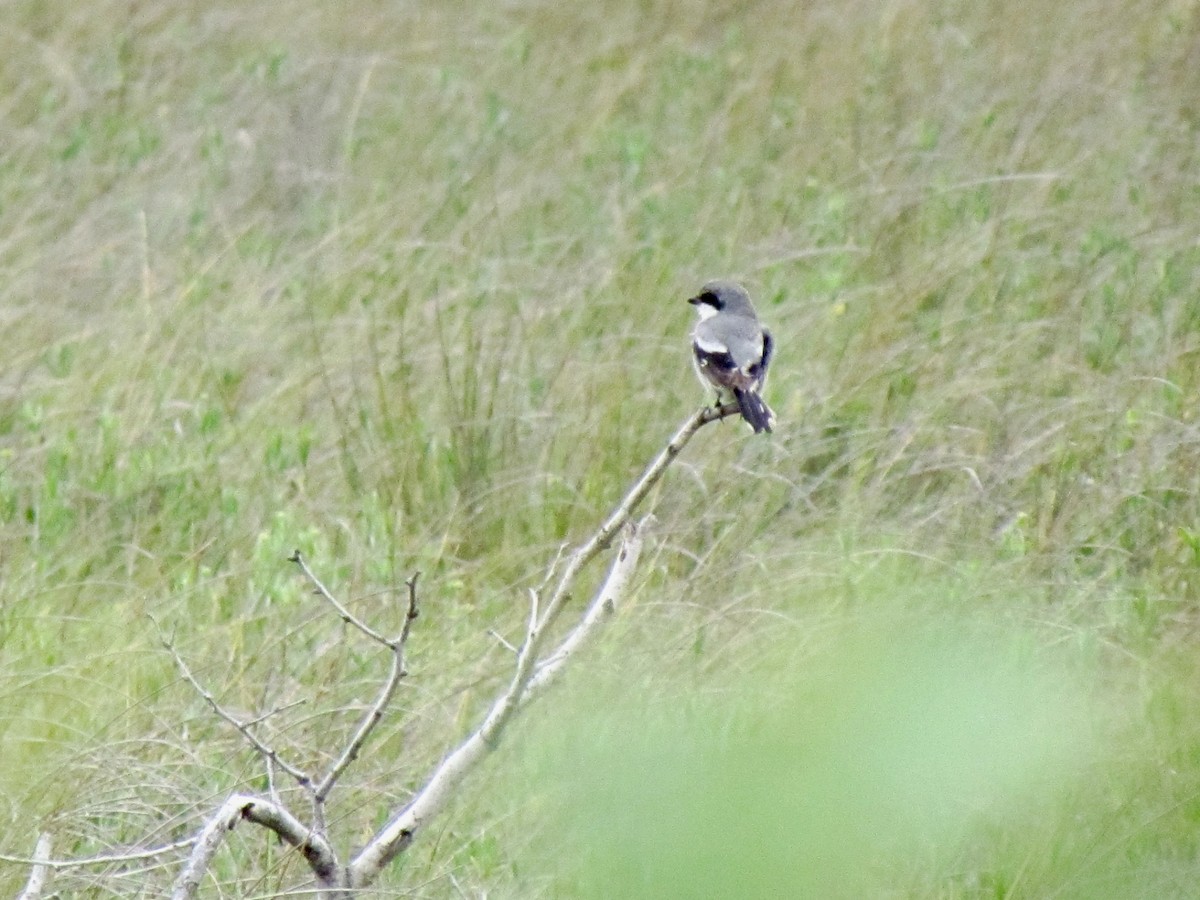 Loggerhead Shrike - Lisa Owens