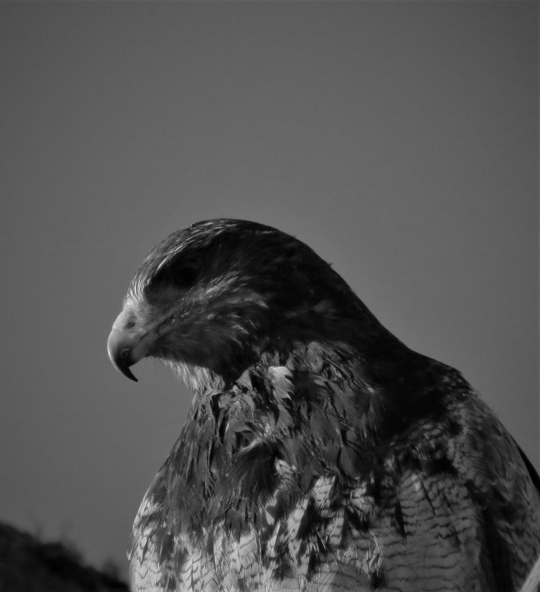 Black-chested Buzzard-Eagle - ML356520521