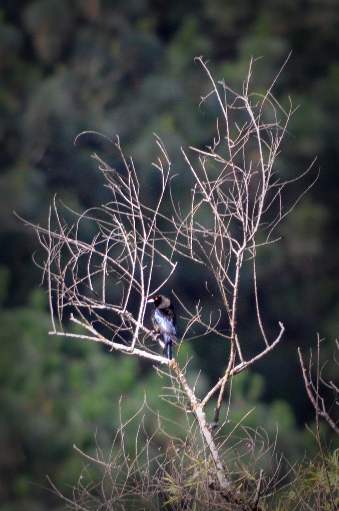 Bronzed Cowbird - ML35652131