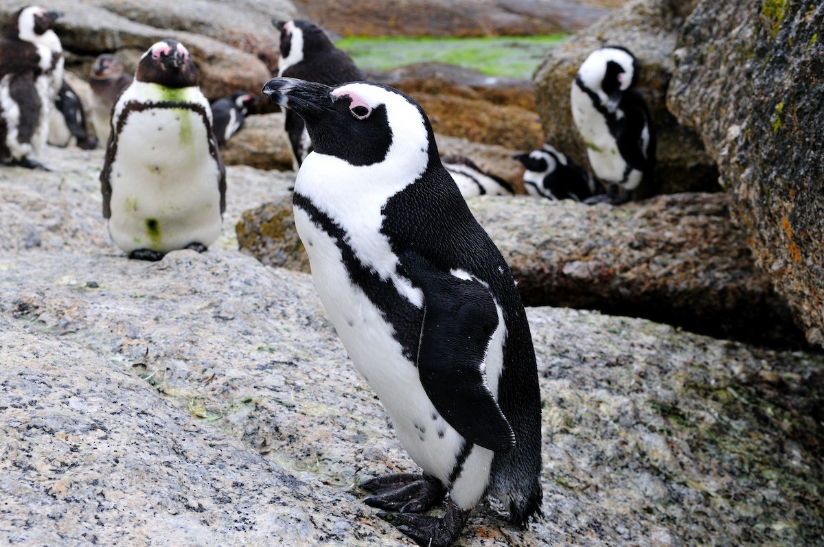 Pingüino de El Cabo - ML356521971