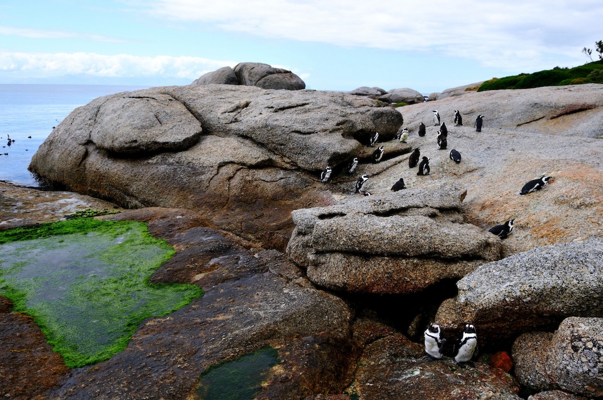 Pingüino de El Cabo - ML356522011