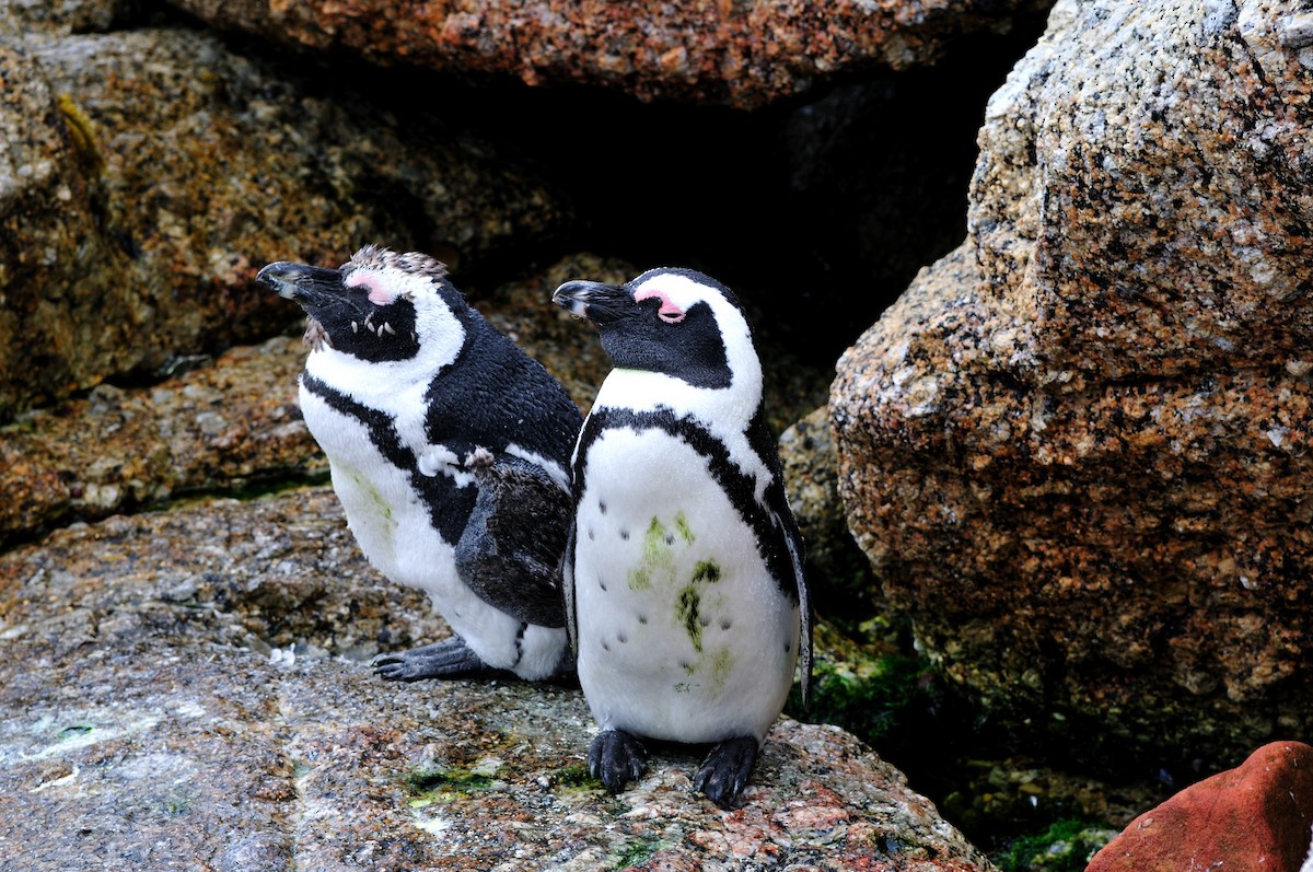 Pingüino de El Cabo - ML356522041