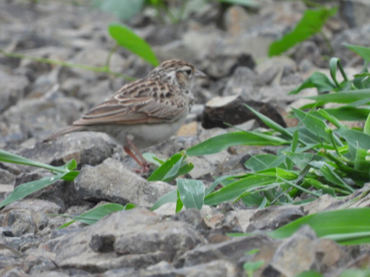 Indian Bushlark - ML356522871