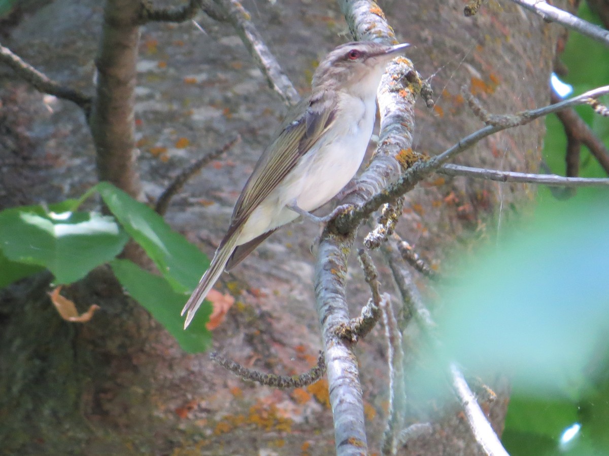 Kızıl Gözlü Vireo - ML35652321