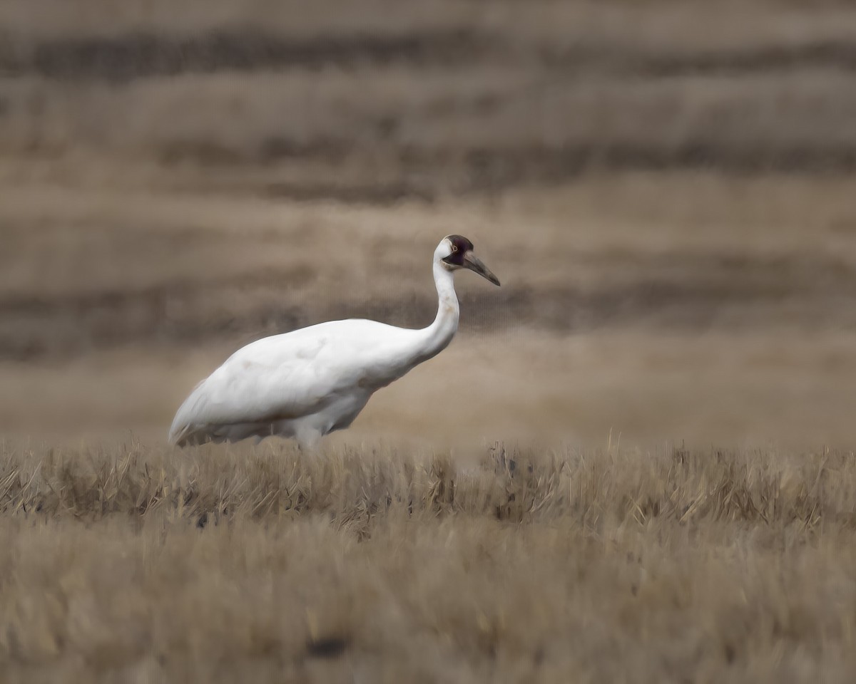 Whooping Crane - ML356525231