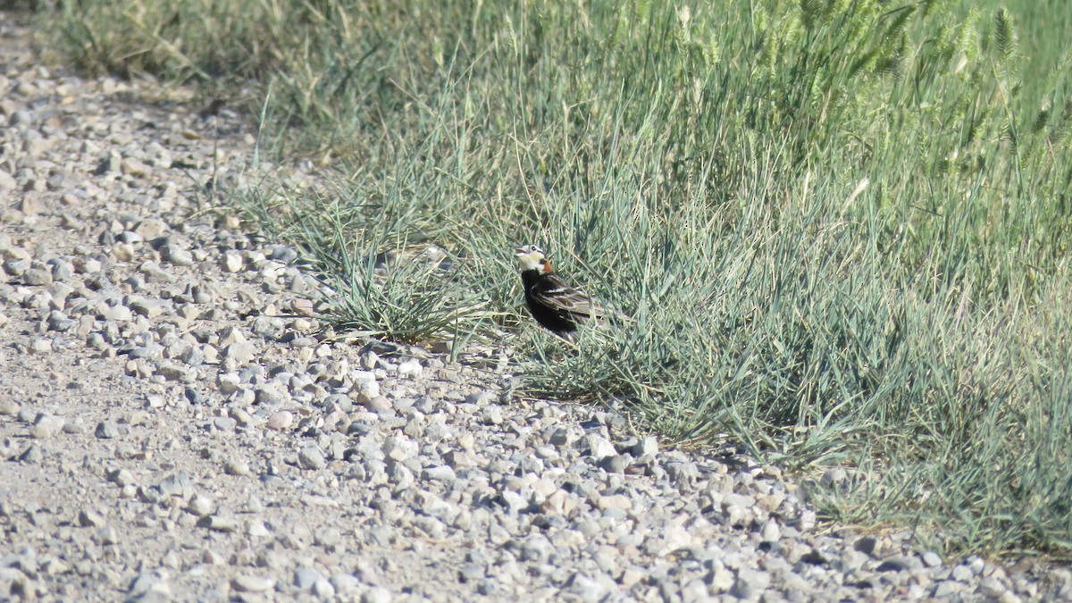 Chestnut-collared Longspur - Curtis Mahon