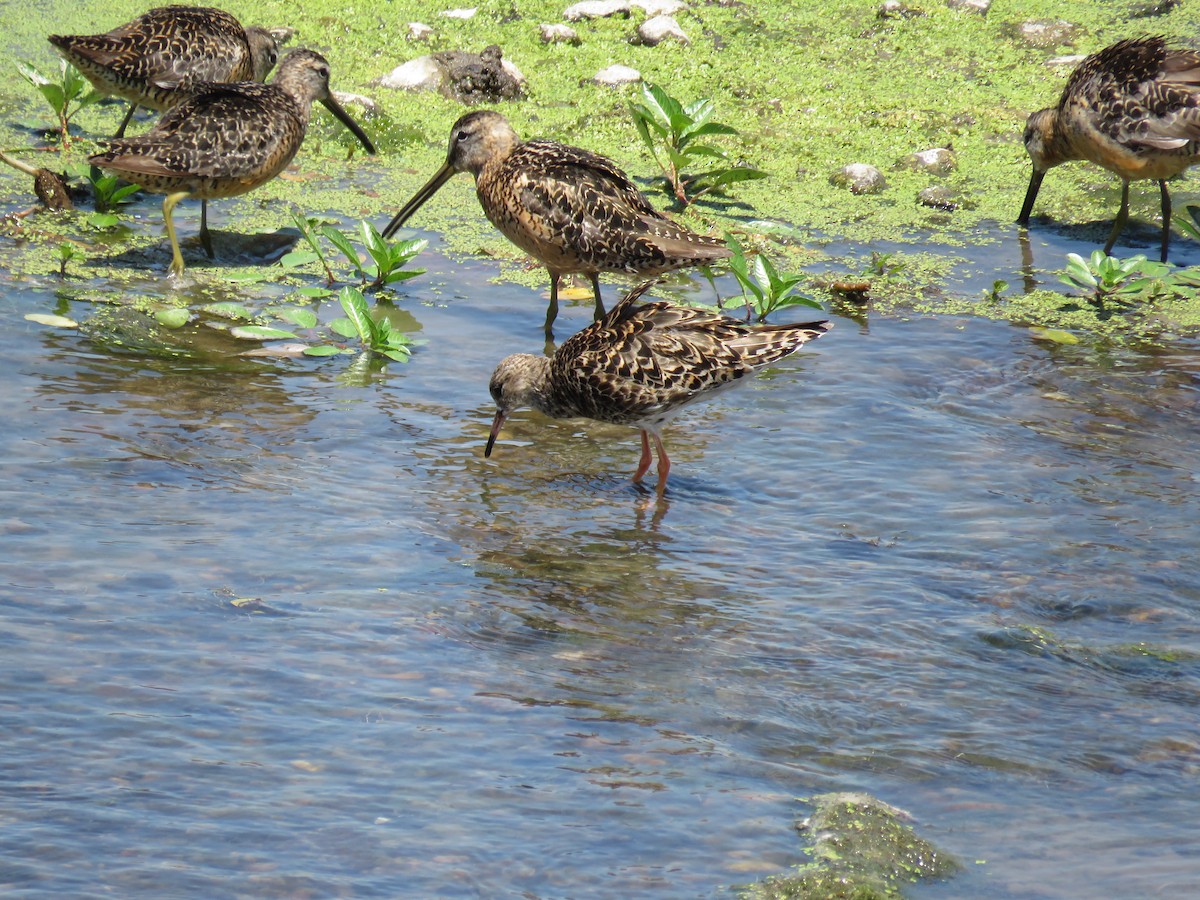 Long-billed Dowitcher - ML356528021