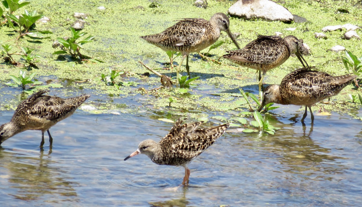 Long-billed Dowitcher - ML356528031