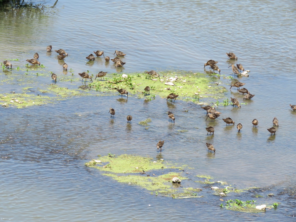 Long-billed Dowitcher - ML356528041