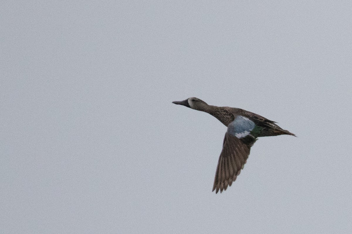 Blue-winged Teal - ML356528081