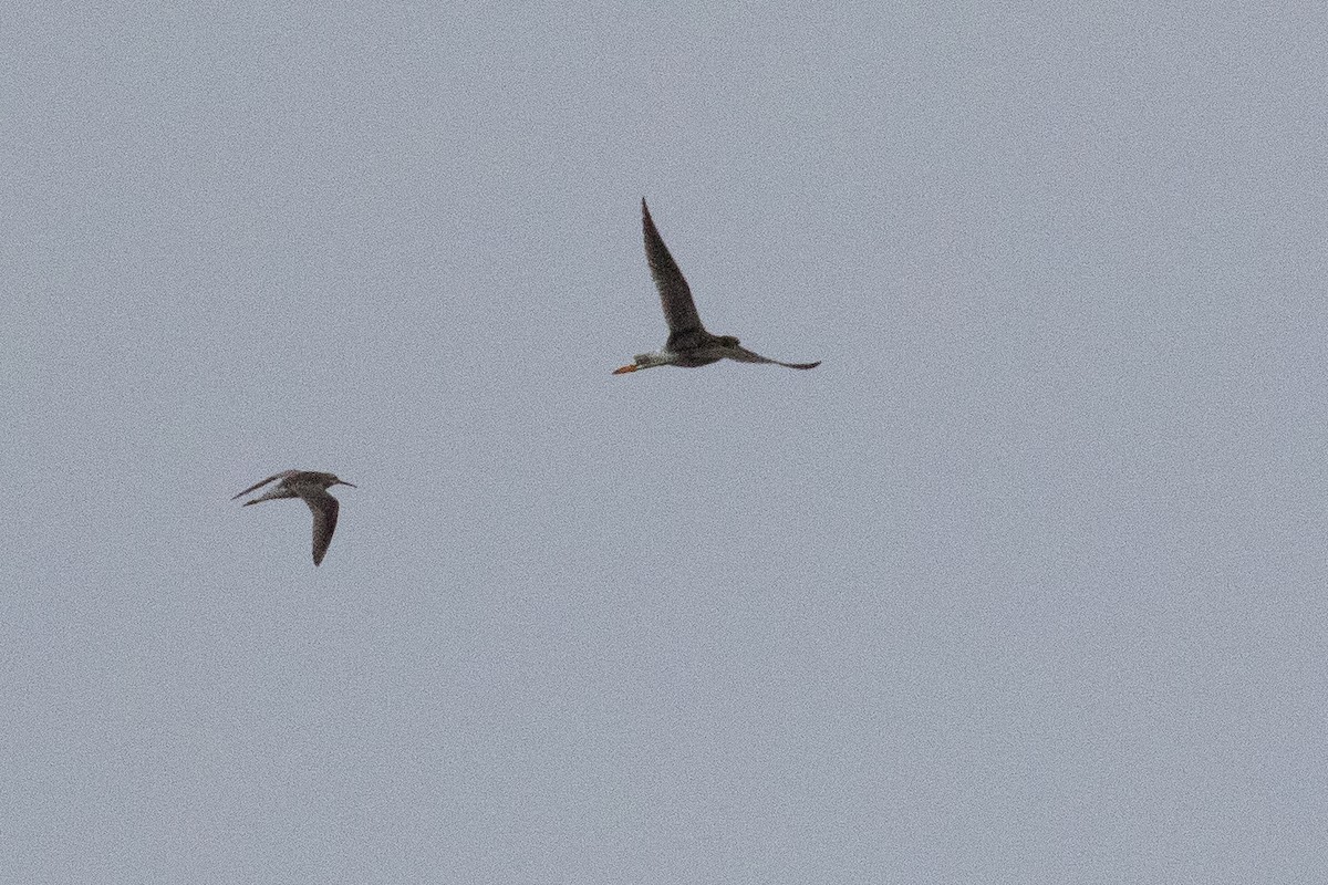 Stilt Sandpiper - ML356528091