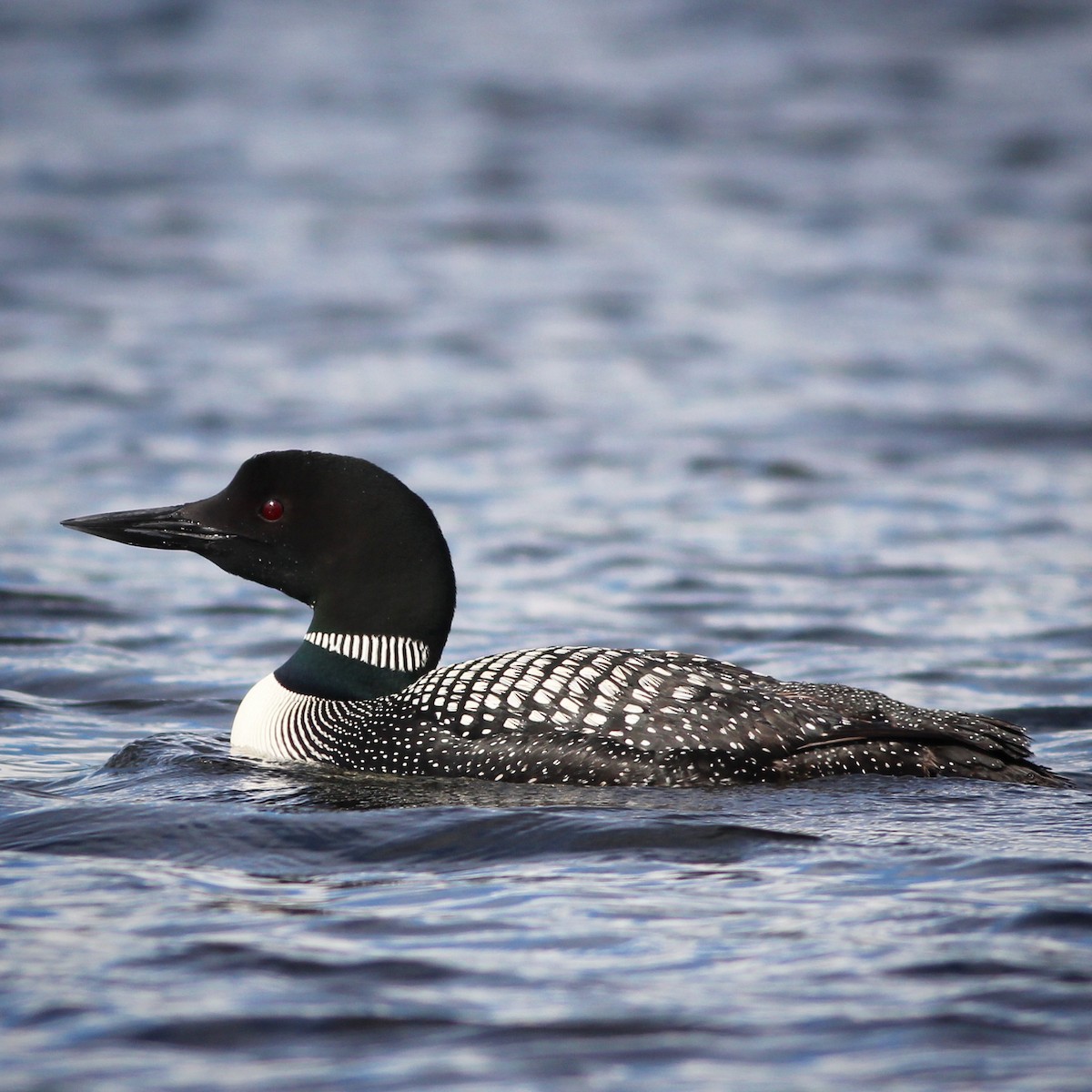 Common Loon - ML356530711
